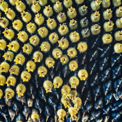 1987-10-zonnebloemen