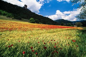 Cevennes_Drome_6-21jun1995_064