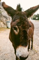 Cevennes_Drome_6-21jun1995_082