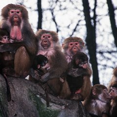 1995-04-BurgersZoo-Arnhem