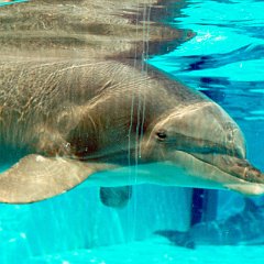 1999-06-17-Dolfinarium-Harderwijk