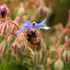 2002-08-bloemen-achtertuin