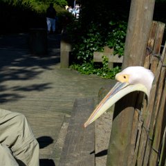 2005-08-17-OuwehandDierenpark+HogeVeluwe