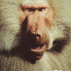 2007-05-04-BeekseBergen