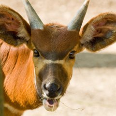 2008-05-04-Burgers Zoo