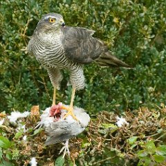 2009-10+11-Herfst-Oss-Maashorst