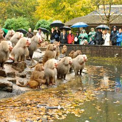 Dierenpark_Emmen_31okt2010