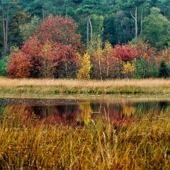 Herfstwandeling-Dwingelderveld_29okt2011
