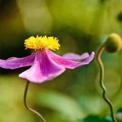 Tuinen_Appeltern_25sep2011