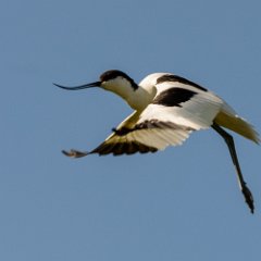 Veenhuizen_Terschelling_mei-juni 2015