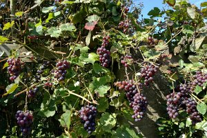 17IMG_20170827_115534