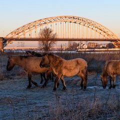 Stadswaard-Waal-Ooypolder-Nijmegen