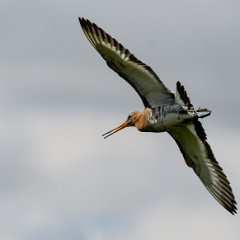 Terschelling_25mei-1jun2019