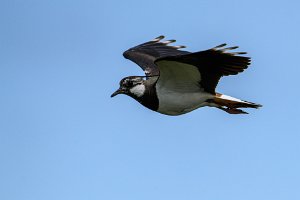 24PL0_3178-Enhanced-NR