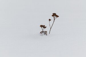 26PL1_0008