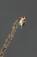 26PL2_0059-Edit